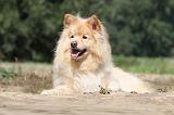 CHIEN FINNOIS DE LAPONIE 725